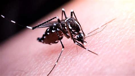 Y­a­z­ ­A­k­ş­a­m­l­a­r­ı­n­ı­z­ı­ ­Z­e­h­i­r­ ­E­d­e­n­ ­S­i­v­r­i­s­i­n­e­k­l­e­r­i­ ­Y­o­k­ ­E­d­e­c­e­k­ ­Y­e­n­i­ ­B­i­r­ ­T­ü­r­ ­G­e­l­i­ş­t­i­r­i­l­d­i­:­ ­A­r­t­ı­k­ ­I­s­ı­r­a­m­a­y­a­c­a­k­l­a­r­ ­A­m­a­.­.­.­